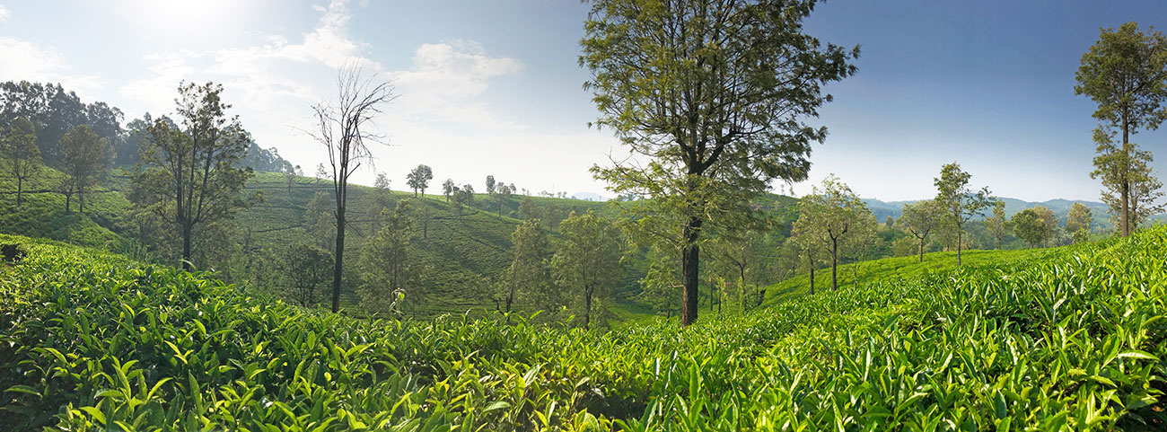 ニルギリの茶畑、朝の風景