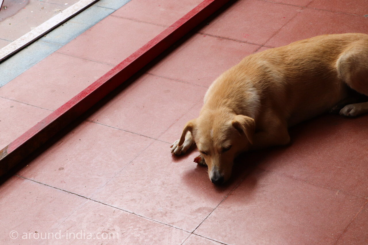 ダラムサラのノルブリンカチベット芸術 ダラムサラのノルブリンカチベット芸術 休む犬