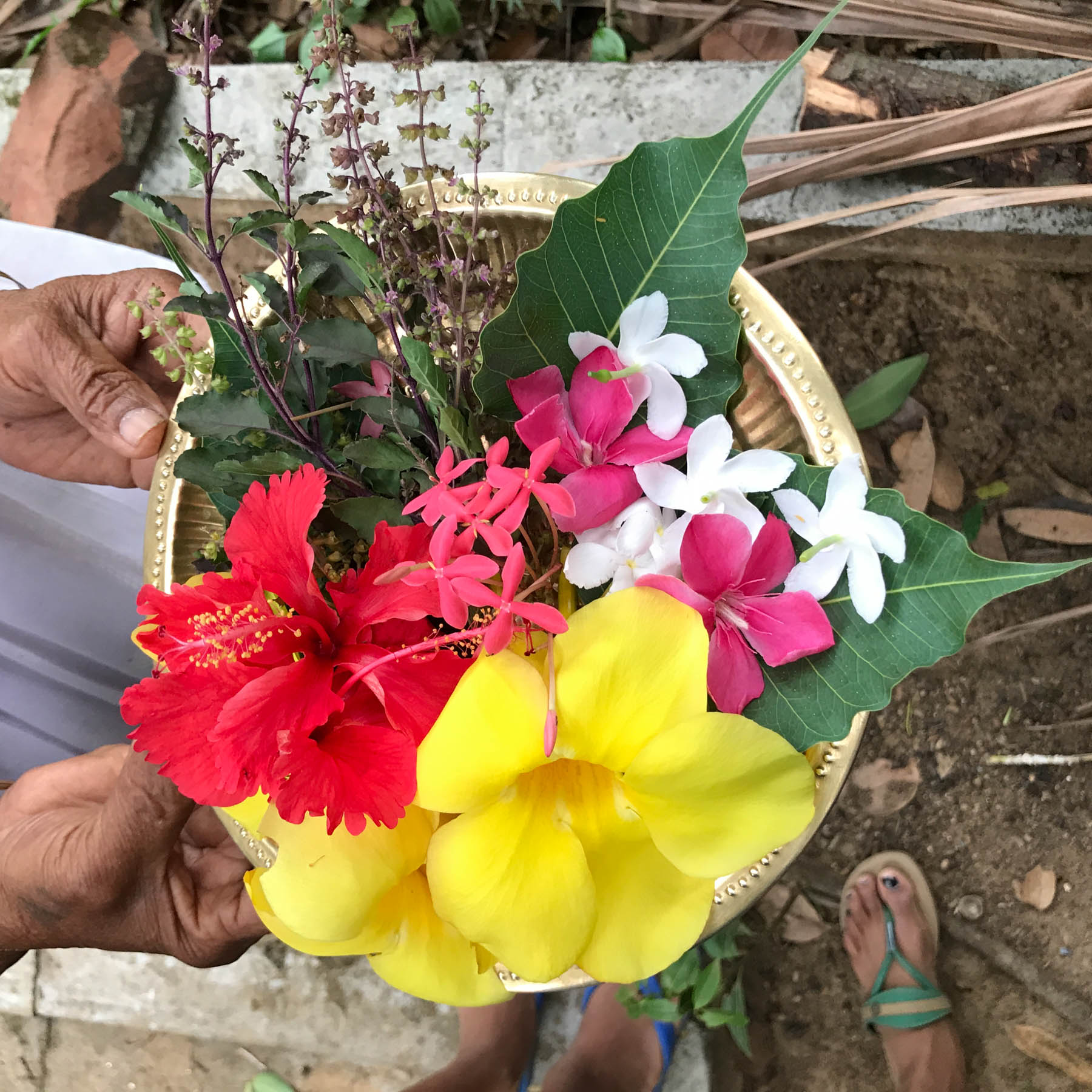 ケララの村のお宅で、トゥルシーなどの植物を摘んで。まるでフラワーアレンジメント！