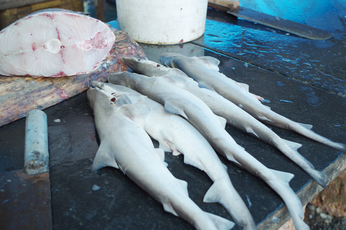 ケララ州カヌールの町中フィッシュマーケット、小型のサメ