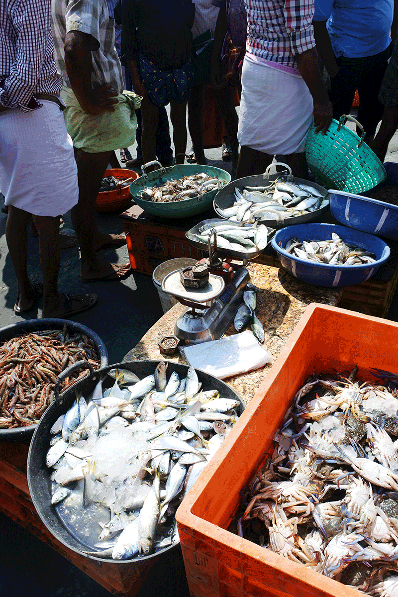 ケララ州カヌールの海辺の青空フィッシュマーケット、魚と秤