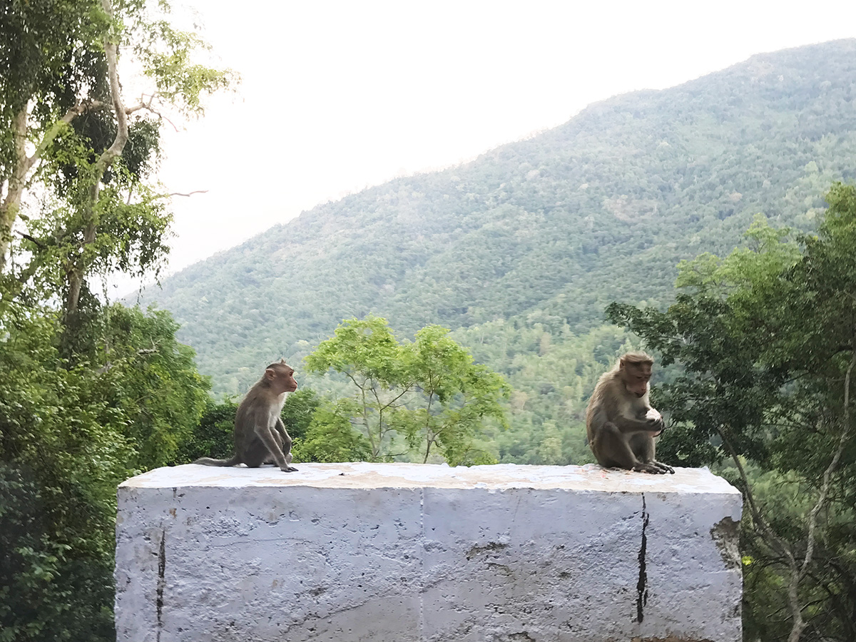 ニルギリへの道中にたくさんいた猿