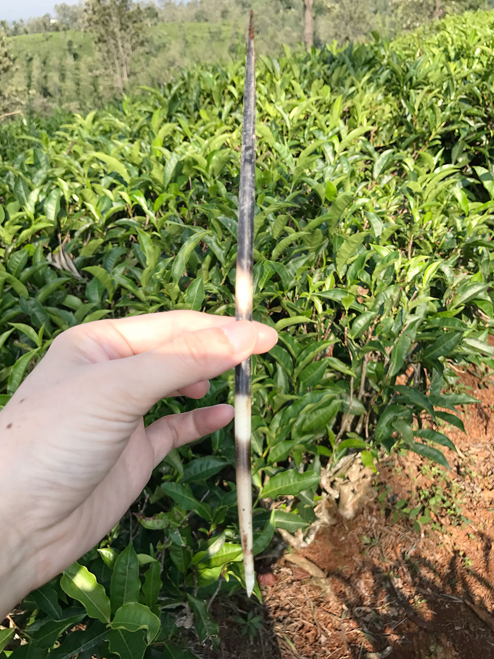 インドの茶畑に落ちていたハリネズミの針