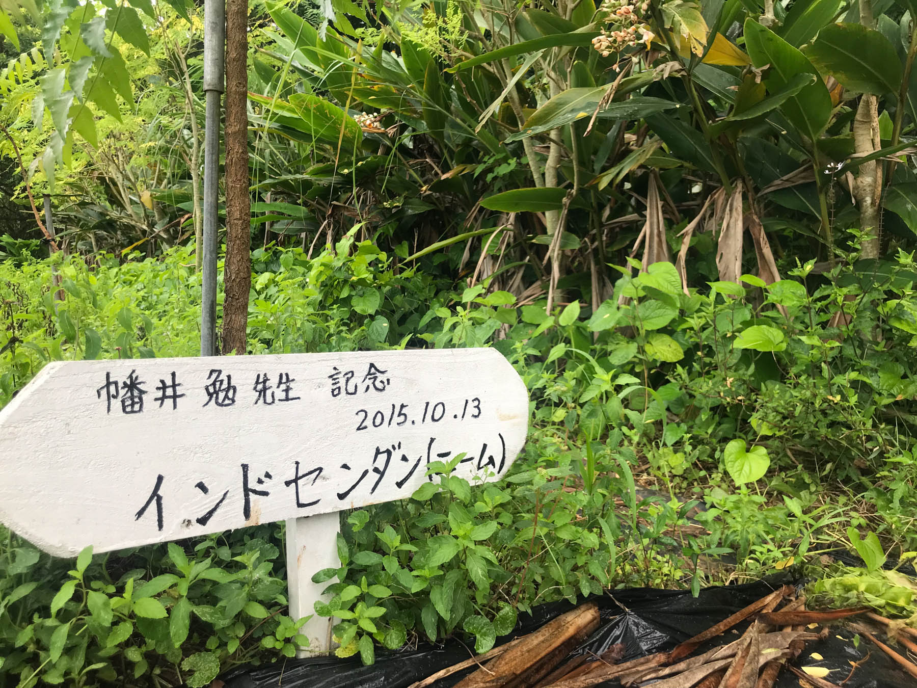 幡井勉先生の記念植樹　ニーム