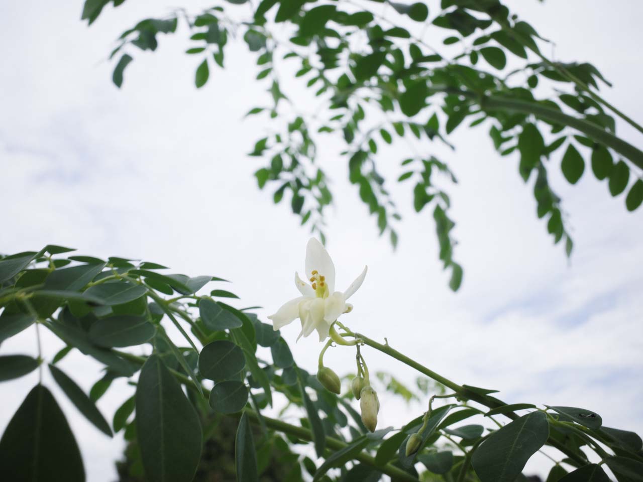 モリンガの花