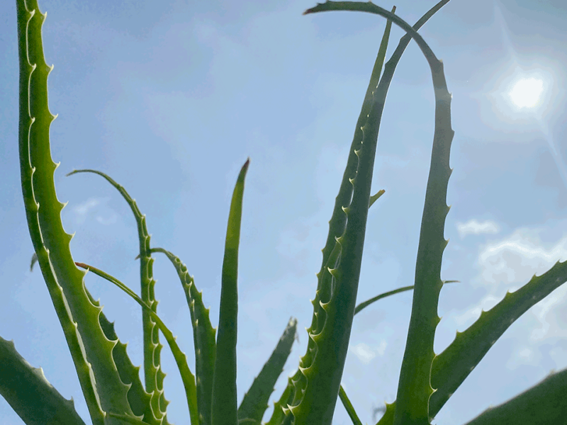 実験 インドのアーユルヴェーダ アロエベラジェル 1ヶ月使用後の感想 Around India アラウンドインディア