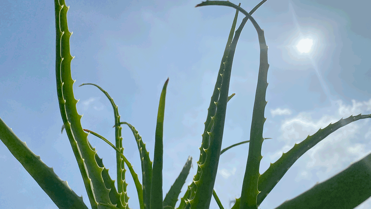 １ヶ月使ったアーユルヴェーダグッズ インドのアロエベラジェル Around India アラウンドインディア