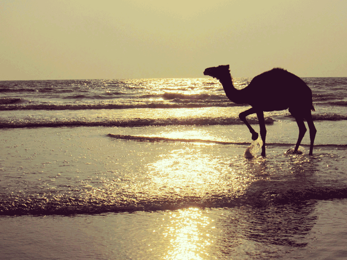 ケララのビーチでラクダを発見